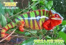 red animals chameleons bar reptile reptiles chameleon 1600x1200 wallpaper Art HD Wallpaper